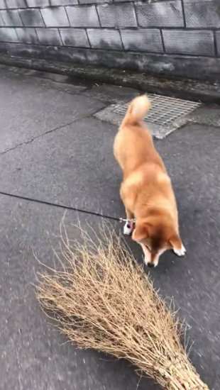 ほうきを見る犬