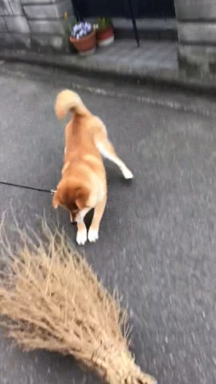 飛びかかる犬