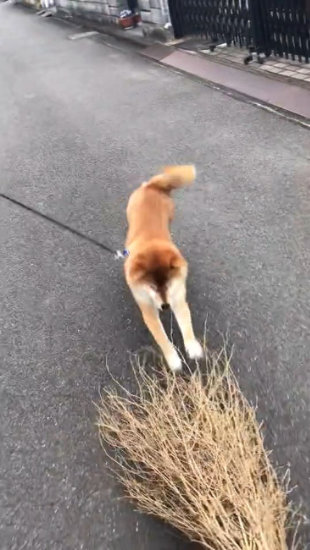 ほうきをつかまえる犬