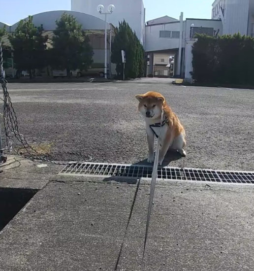 金網で止まる犬