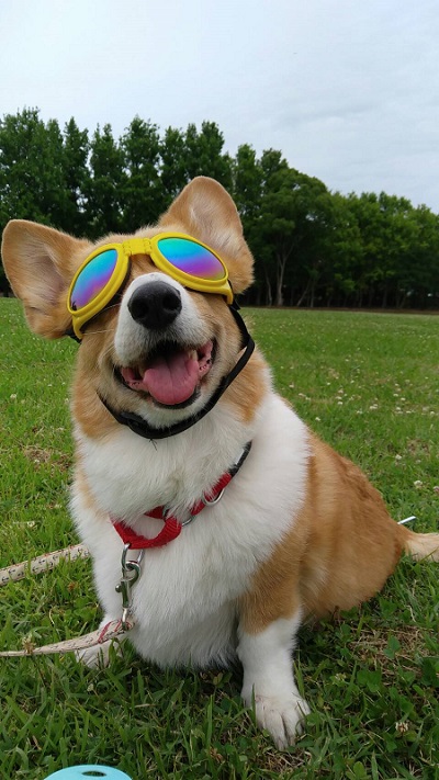 ゴーグルを付けたコーギー