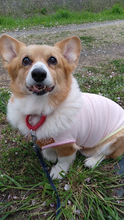 お散歩中のコーギー