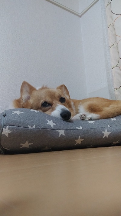 横になるコーギー