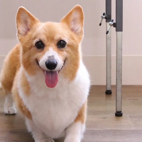 かわいいコーギー