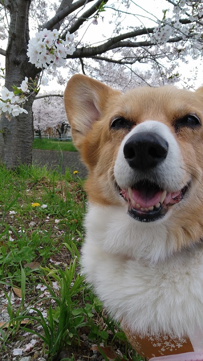 笑顔のコーギー