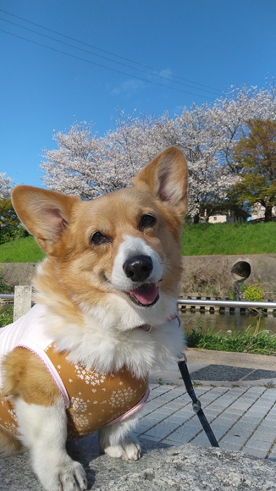 桜とコーギー