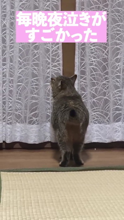 夜泣きがすごかった猫