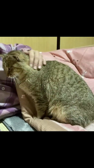 撫でられる猫