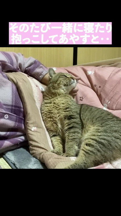 のびる猫