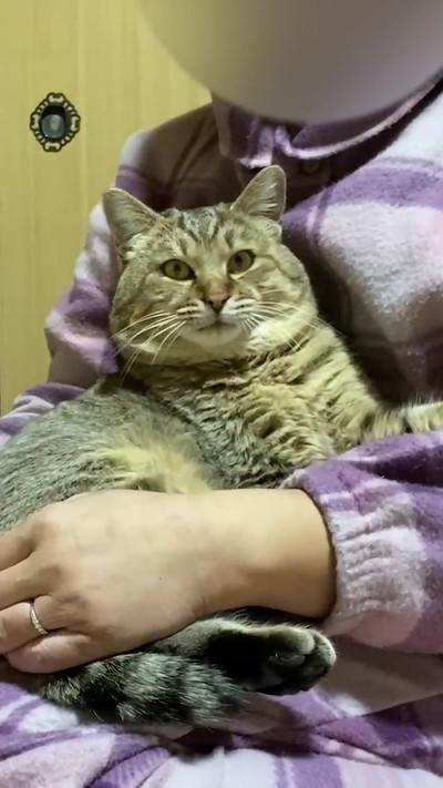 抱っこされる猫