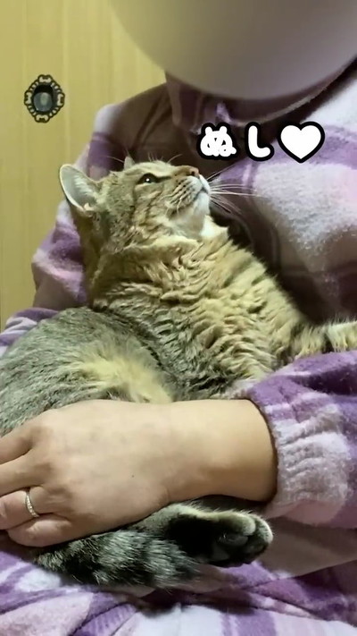抱っこされる猫