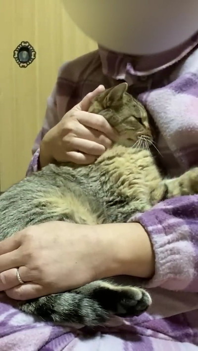 抱っこされる猫