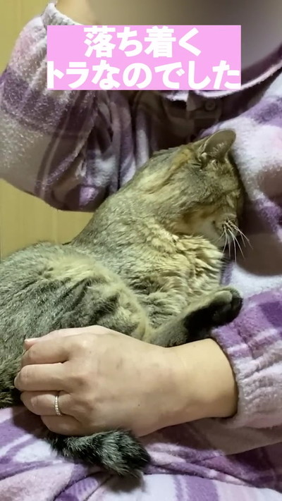 抱っこされる猫