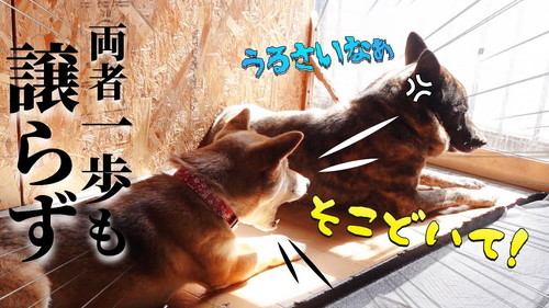 甲斐犬と柴犬