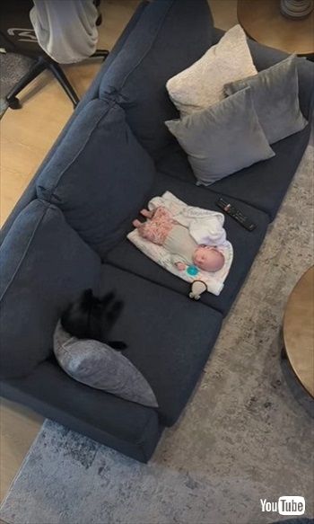 赤ちゃんに興味を示したワンコ