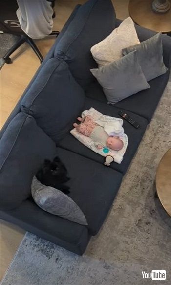 赤ちゃんに興味を示したワンコ