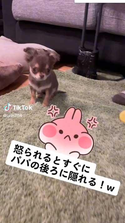 愛犬 叱られる パパの後ろ 隠れる ワンコ チワワ 逃げる