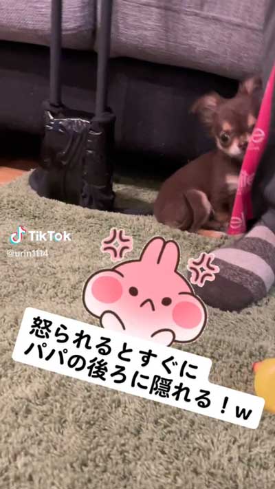 愛犬 叱られる パパの後ろ 隠れる ワンコ チワワ 逃げる