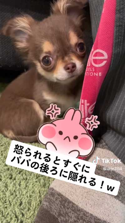 愛犬 叱られる パパの後ろ 隠れる ワンコ チワワ 逃げる