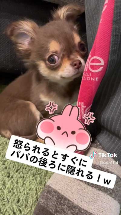 愛犬 叱られる パパの後ろ 隠れる ワンコ チワワ 逃げる