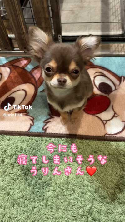 愛犬 叱られる パパの後ろ 隠れる ワンコ チワワ 逃げる
