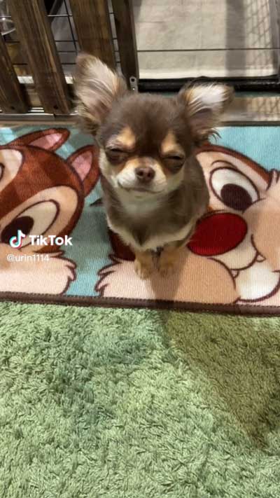 愛犬 叱られる パパの後ろ 隠れる ワンコ チワワ 逃げる