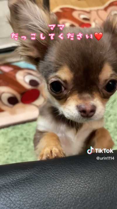 愛犬 叱られる パパの後ろ 隠れる ワンコ チワワ 逃げる
