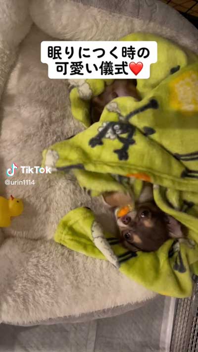 愛犬 叱られる パパの後ろ 隠れる ワンコ チワワ 逃げる