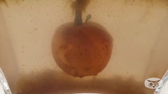 実験 りんご タイムラプス