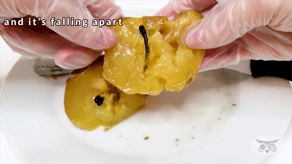 実験 りんご タイムラプス