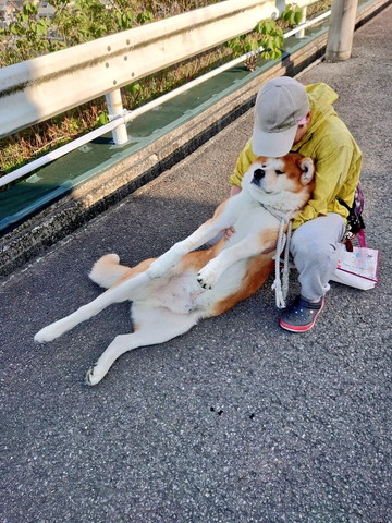 あおむけで飼い主さんに抱えられるワンコ