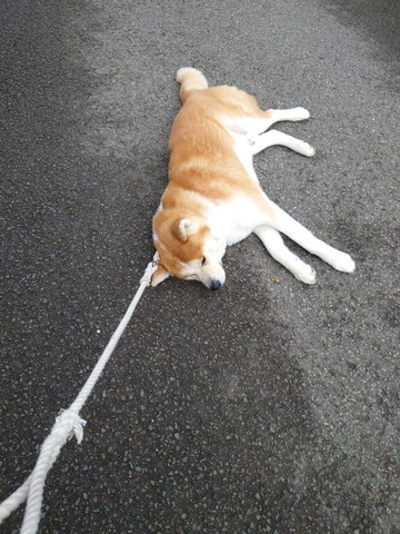 外で寝転ぶワンコ