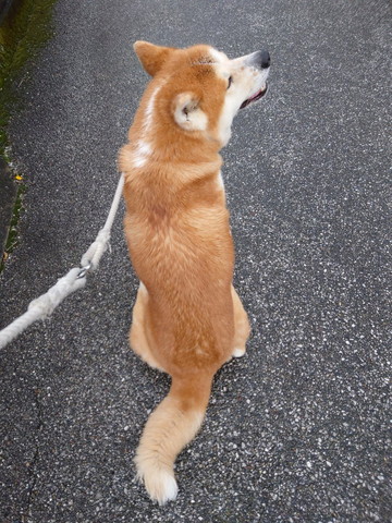 お座りワンコ後ろ姿