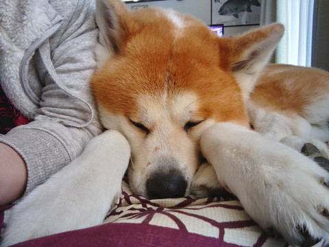 寝てるワンコアップ