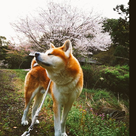 桜とワンコ