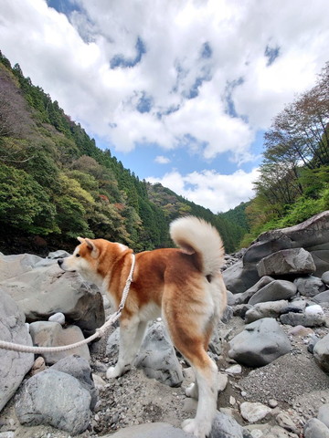 岩道散歩するワンコ