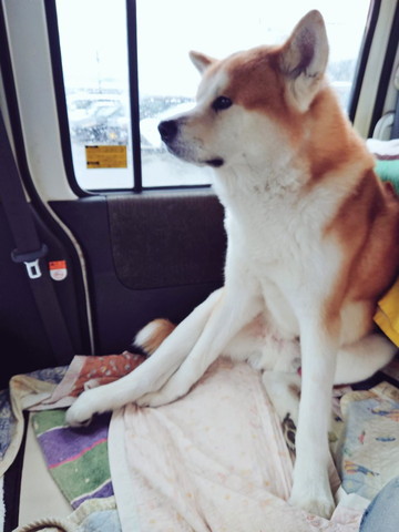 車で座ってるワンコ