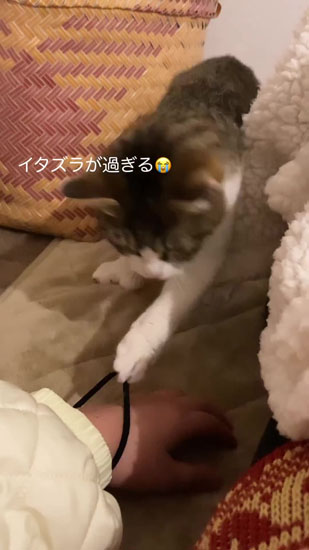 イタズラね猫