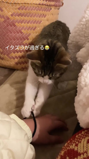 遊び始めるツルちゃん