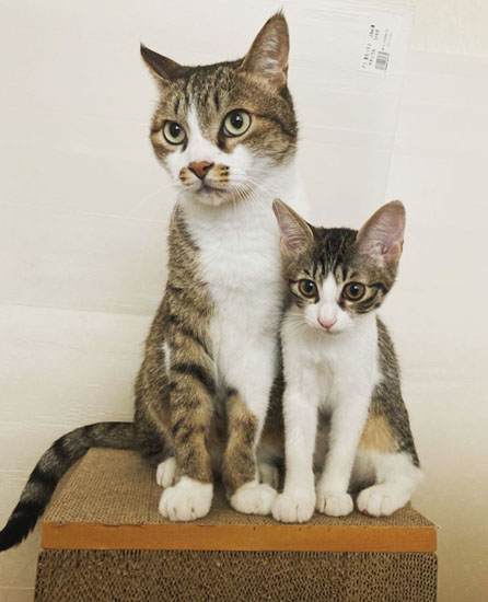 ゲジくんとツルちゃん