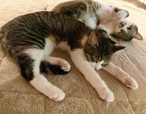 ぬくぬくする2匹