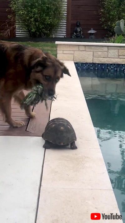 カメとワンコ仲良し