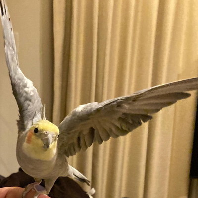 羽ばたくインコ