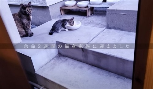 余命短いと言われた猫ちゃん