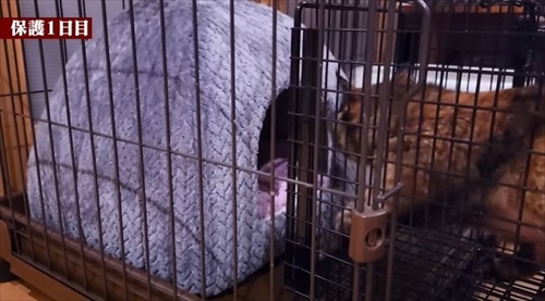 余命短いと言われた猫ちゃん