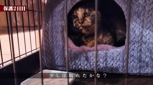 余命短いと言われた猫ちゃん