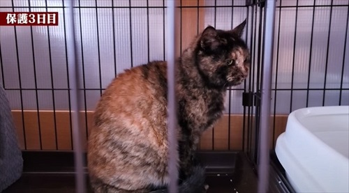 余命短いと言われた猫ちゃん