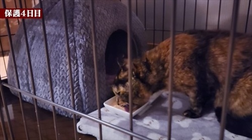 余命短いと言われた猫ちゃん