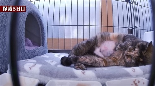 余命短いと言われた猫ちゃん