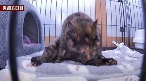 余命短いと言われた猫ちゃん